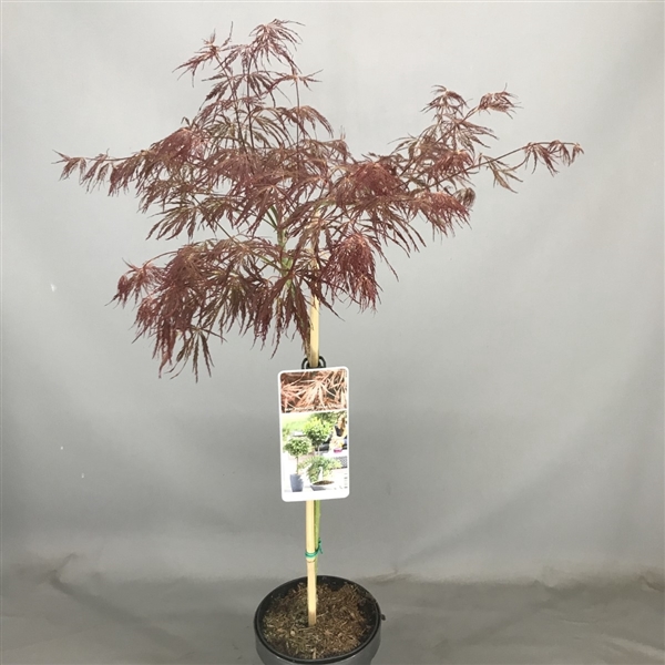 Acer palm. 'Inabe-shidare' C3