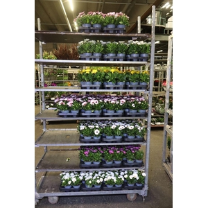 arr8 Osteo Mixk 1 Kleur Per Tray