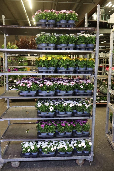 <h4>arr8 Osteo Mixk 1 Kleur Per Tray</h4>