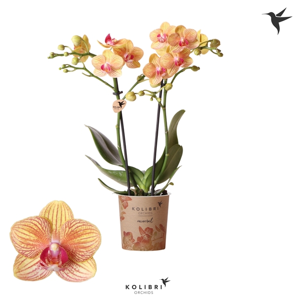 <h4>Kolibri Orchids Phalaenopsis Jamaica 2 spike</h4>