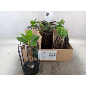 Planten  ..mix
