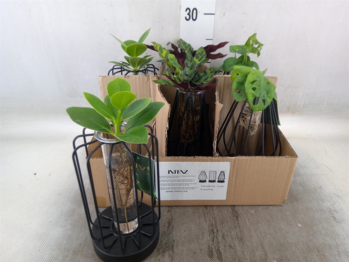 <h4>Planten  ..mix</h4>