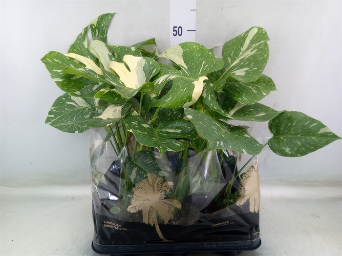 <h4>Monstera   ...</h4>