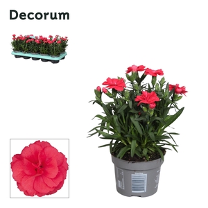 Dianthus - 10,5 cm - Oscar Red - Decorum