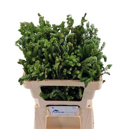 <h4>Kaaps Phylica Diosma</h4>