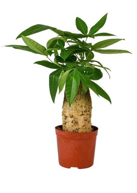 <h4>PACHIRA AQUATICA</h4>