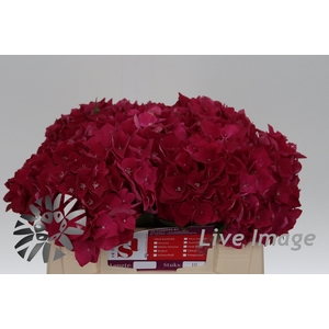 Hydrangea my mon amour red