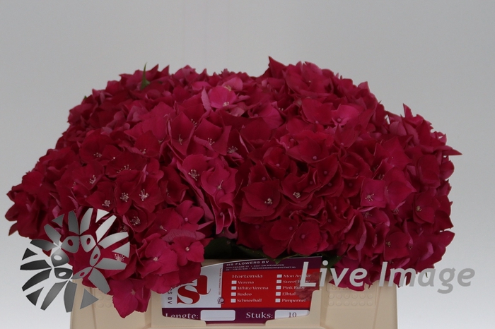 <h4>Hydrangea my mon amour red</h4>