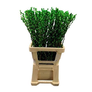 Salix Wilgenkatjes Apple Green