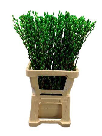 <h4>Salix Wilgenkatjes Apple Green</h4>
