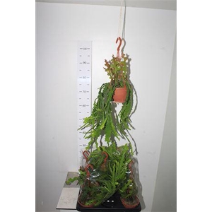 Epiphyllum Anguliger