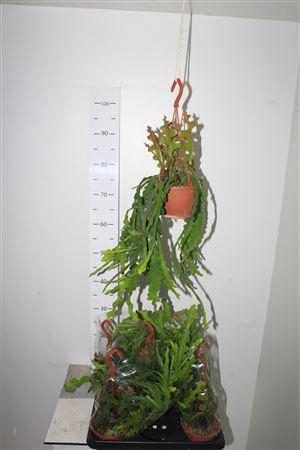 <h4>Epiphyllum Anguliger</h4>