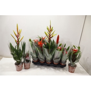 arr8 Bromelia Gem