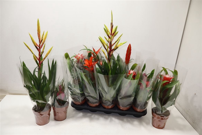 <h4>arr8 Bromelia Gem</h4>