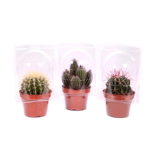 <h4>Cactus canarias 15 cm in solo blister</h4>