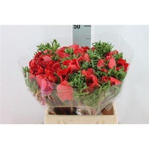 Anemoon Mistral Extra Red