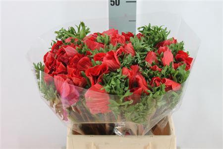 <h4>Anemoon Mistral Extra Red</h4>