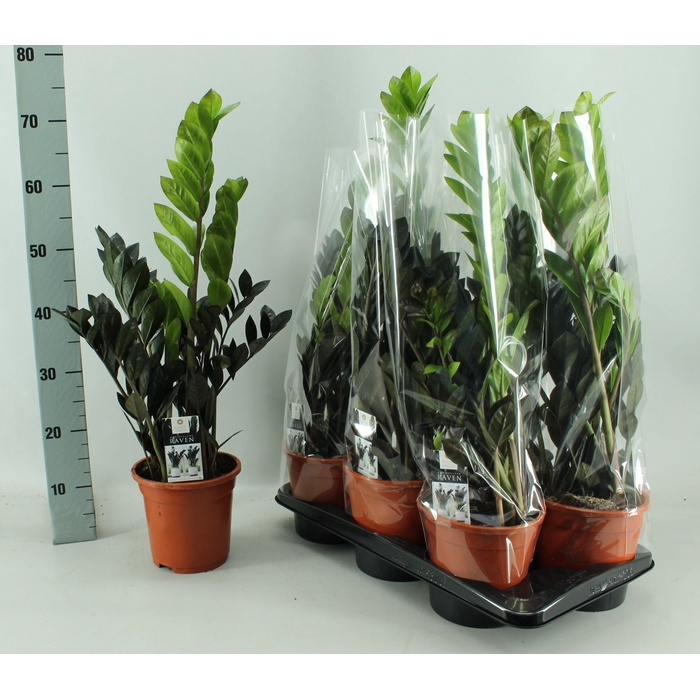 <h4>ZAMIO RAVEN</h4>