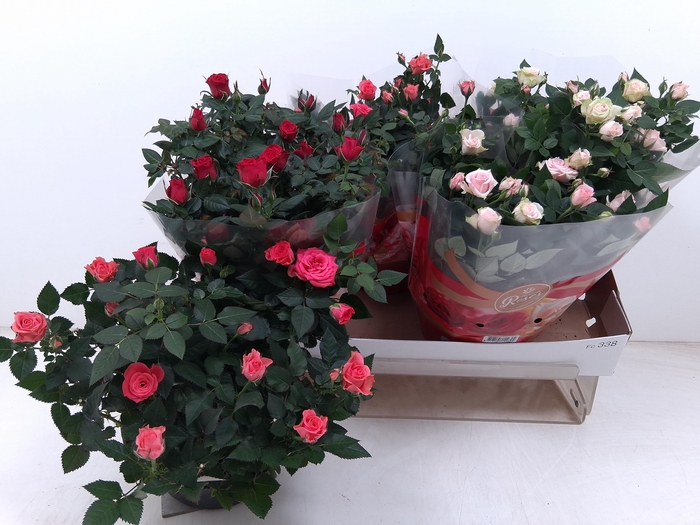 <h4>RO FAV RO GEM 3 SRT</h4>