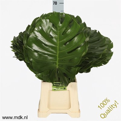 <h4>Leaf monstera</h4>