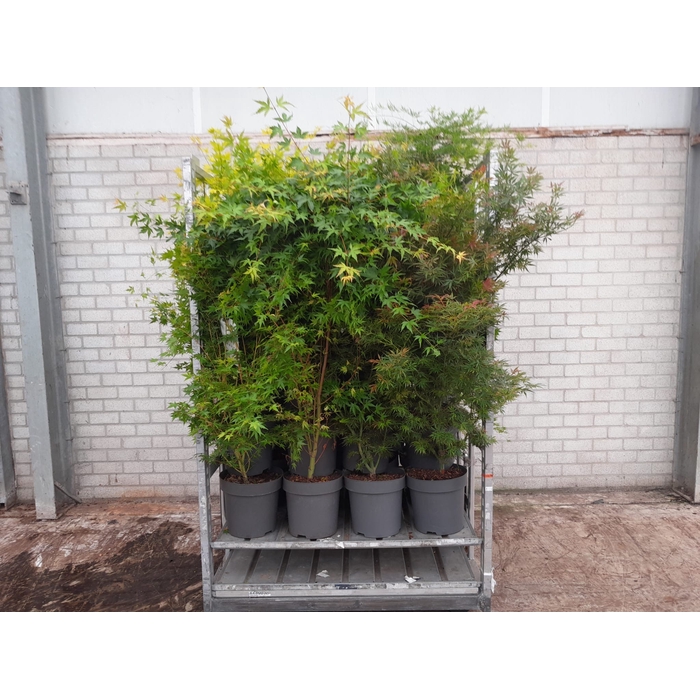 <h4>ACER PALMATUM</h4>