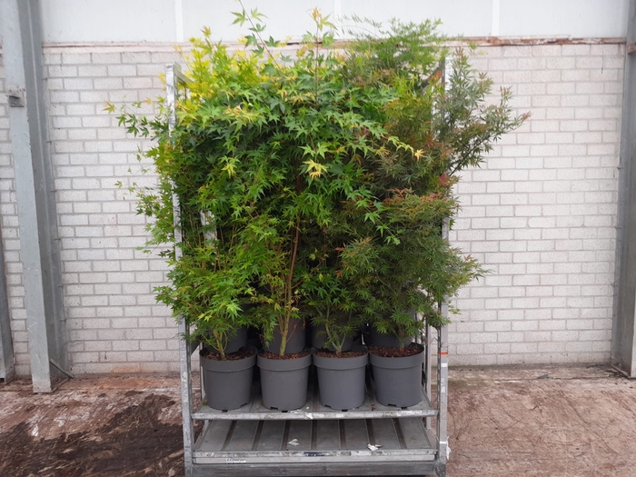 <h4>ACER PALMATUM</h4>