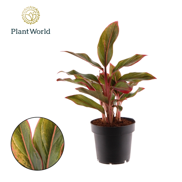 <h4>Aglaonema Crete</h4>