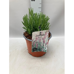 Lavandula angustfolia Rosea C2