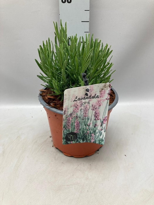 <h4>Lavandula angustfolia Rosea C2</h4>