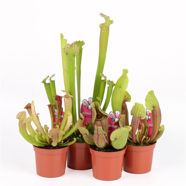 <h4>Plantes Carnivores Sarracenia mix</h4>