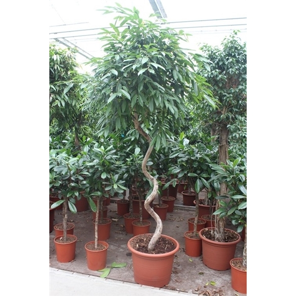 <h4>Ficus binnendijkii 'Amstel King'</h4>