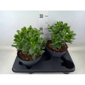 Crassula  'Minova Magic'