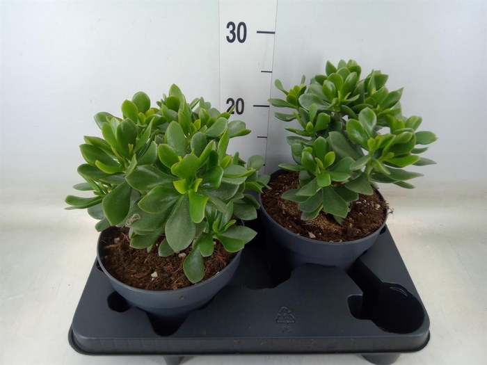 <h4>Crassula  'Minova Magic'</h4>