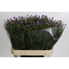 Aster Casarosa