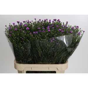 Aster Casarosa