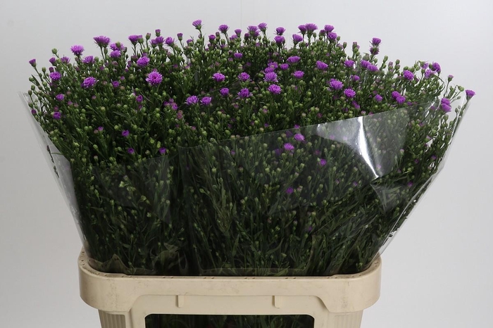 <h4>Aster Casarosa</h4>