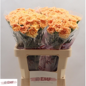 DI ST MONNALISA ORAN