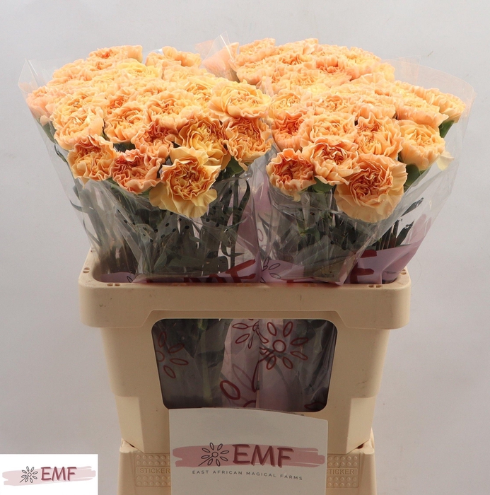 <h4>DI ST MONNALISA ORAN</h4>