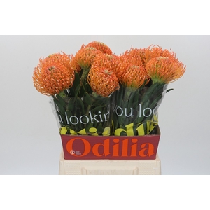 Nutans Ayoba Peach
