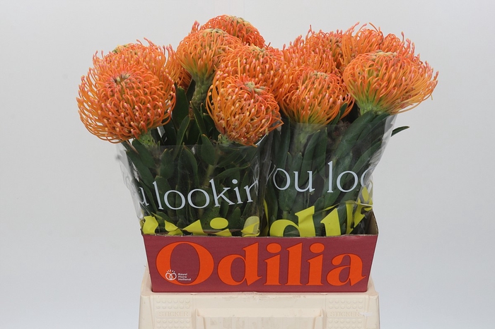 <h4>Nutans Ayoba Peach</h4>
