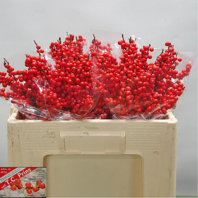 <h4>ILEX VE RODE BES</h4>