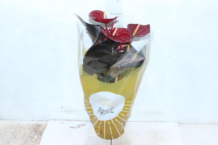 <h4>ANTHURIUM DELICATA P17</h4>