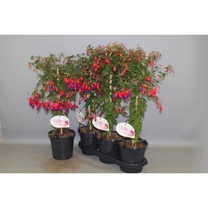 FUCHSIA OV
