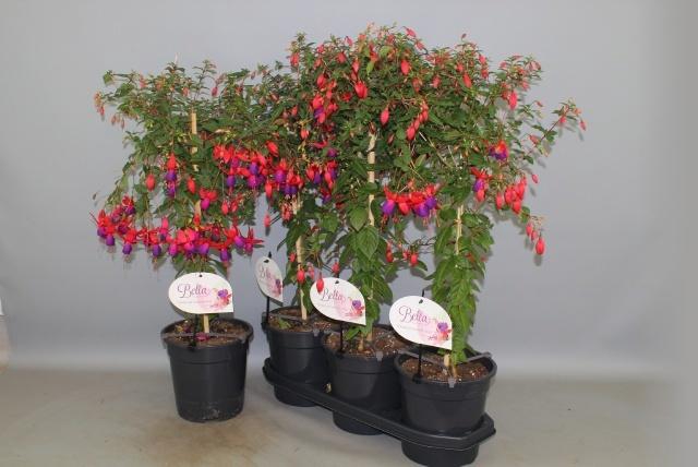 <h4>FUCHSIA OV</h4>