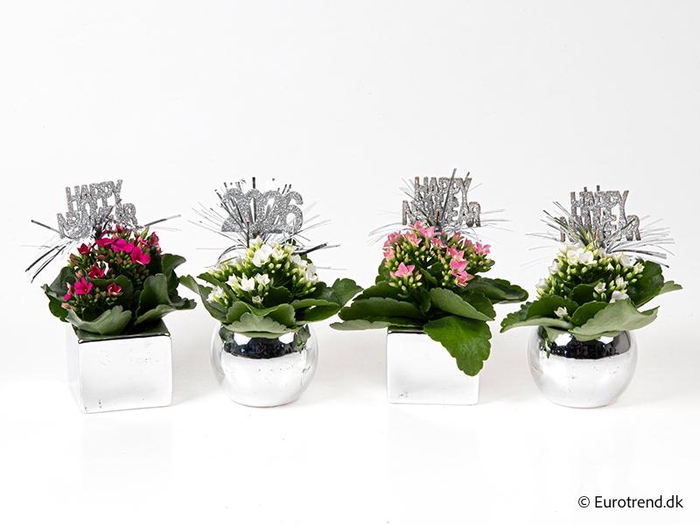 <h4>KALANCHOE BLOSSFELDIANA 'MINI'</h4>