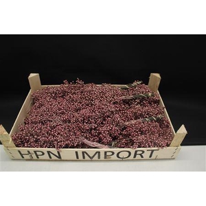 Pepperberry Rose Goud