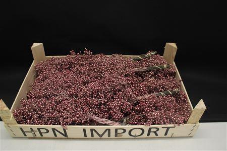 <h4>Pepperberry Rose Goud</h4>