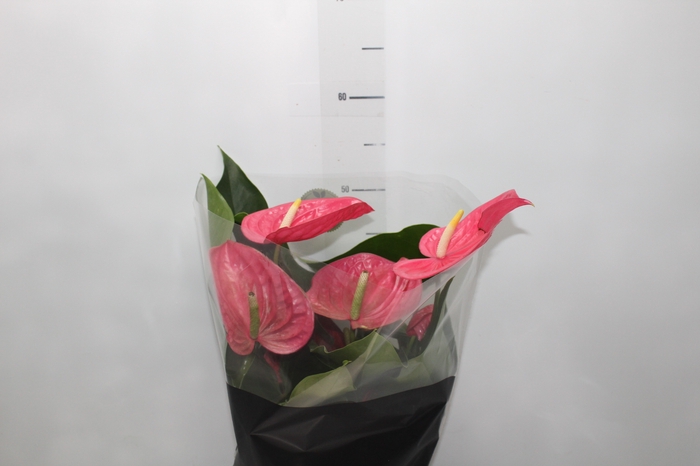 <h4>ANTHURIUM CALIFORNIA P17 ROSA PREMIUM</h4>