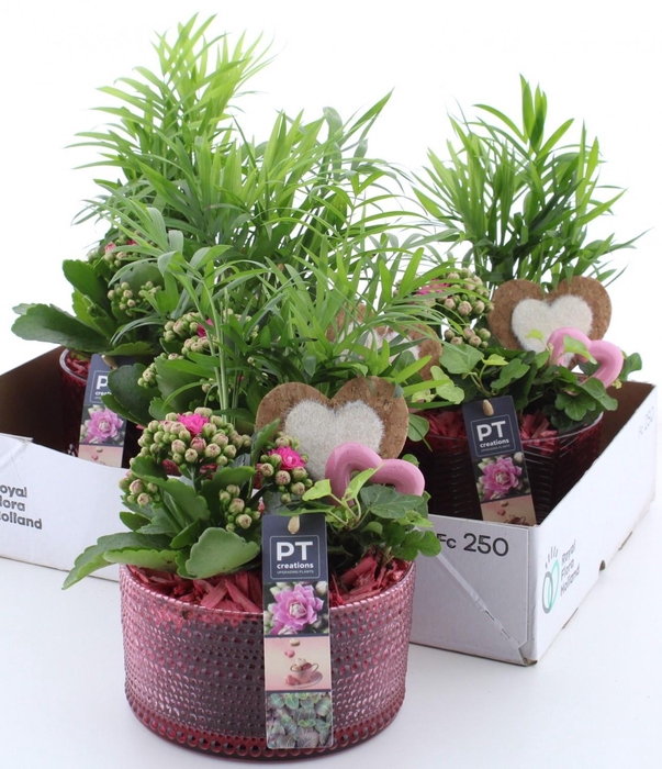 <h4>ARR KAMERPL</h4>