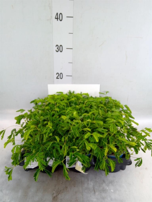 <h4>Mimosa pudica</h4>